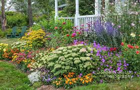 Bass Harbor Maine Summer Cottage Garden And Covered Porch Flower Garden Features Sedum Autumn Joy Front House Landscaping Cottage Garden Garden Features
