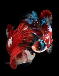 We provide version latest version, the latest version that has been optimized for different devices. 12 Ikan Cupang Ideas Koi Betta Betta Fish Cupang