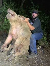 Find & download free graphic resources for wild boar. Massive Wild Hog Removed From Texas Golf Course Is Absolutely Terrifying