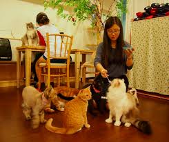 Not every cat cafe has cats up for adoption, but most do, and the ultimate list of top cat cafes in the united states and around the world. The Cat Cafe In Seoul This Amazing Cafe Is Near My Home In Seoul Korea Sit Down Grab A Coffee And Be En Hello Kitty House Hello Kitty Images Hello Kitty
