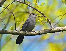 Gray Catbird Wikipedia