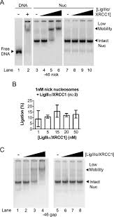 This is a subreddit devoted to the game league of legends. The Human Ligase Iiia Xrcc1 Protein Complex Performs Dna Nick Repair After Transient Unwrapping Of Nucleosomal Dna Journal Of Biological Chemistry