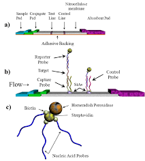 The tests have a number of advantages over other diagnostic technologies including: Schematic Diagram Of Lateral Flow Test Strip A A Typical Structure Download Scientific Diagram