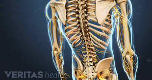 It is longer and divides into left upper and left lower lobe bronchi. Upper Back Pain Symptoms