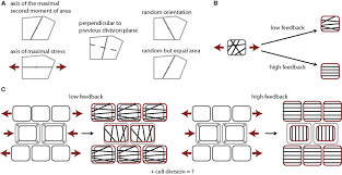 Check spelling or type a new query. Frontiers Regulatory Role Of Cell Division Rules On Tissue Growth Heterogeneity Plant Science