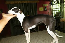 At times we may only have a few italian greyhound available so we. Italian Greyhound Puppies Picture Florida Dog Breeders Guide