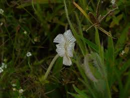 Image result for Rhamphicarpa