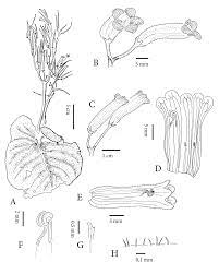 Five new species of Streptocarpus (Gesneriaceae) from Katanga, D.R. Congo