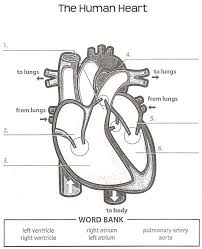 Human Anatomy Labeling Worksheets Tag Heart Anatomy Labeling Worksheet Human Anatomy Diagram Https Human Heart Diagram Heart Diagram Human Body Systems