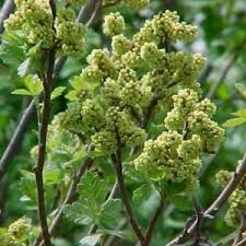 Image result for Anacardiaceae