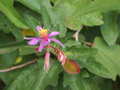 Image result for Clappertonia ficifolia