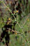 Image result for Aeschynomene mimosifolia