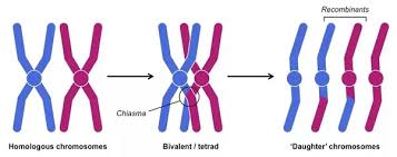 The other is inherited from the organism's father. What Is The Bivalent And Homologous Quora