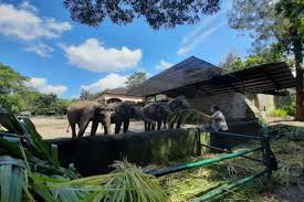 Kebun binatang ini terletak di shandong longxudao tak jauh dari lokasi pantai qingdao memiliki luas hingga 2.000 hektar. Turis Kebun Binatang Yogya Wajib Pakai Sarung Tangan Gaya Hidup