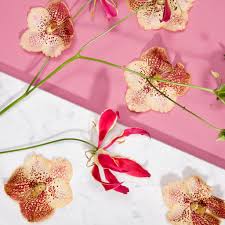 Image result for Vanda