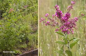 Image result for Pseudarthria