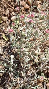 Image result for Helichrysum candolleanum