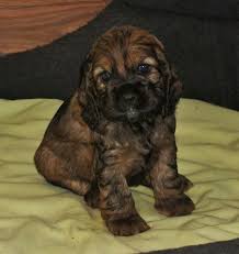Full Grown Black American Cocker Spaniel Cocker Spaniel Puppy 4 Week Old Sable Color Beautiful Dog Breeds Cocker Spaniel Puppies Puppy Breath