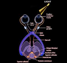 Image result for Optical Reflex