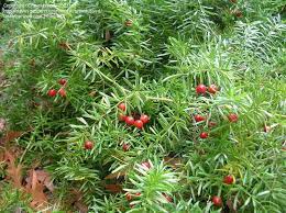 Asparagus Fern Asparagus Fern Sprenger Asparagus Sprengeri Asparagus Densiflorus Asparagus Fern Fern Seeds Asparagus