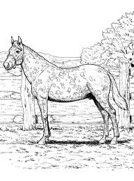 Auf diesem kostenlosen ausmalbild für kinder springt eine reiterin mit ihrem pferd über ein hindernis. Ausmalbilder Pferd Grosse Sammlung 100 Stuck Online Drucken
