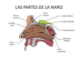 Pin De Joaodoursdo En Fosas Nasales Nervio Olfatorio Cavidad Nasal Olfato