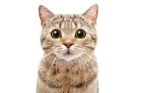 Top 11 Des Avantages D Avoir Un Chat Katzen Fakten Katzen Wand Seltsame Katzen