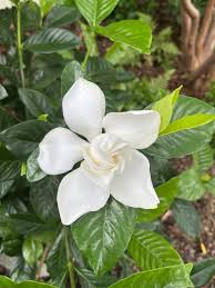 Image result for Gardenia 2012 MiTo