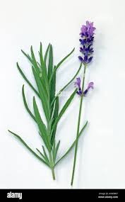 Image result for Lavandula angustifolia Vera