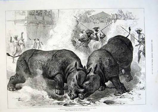 File:A Rhinoceros Fight at Baroda before the Prince of Wales - ILN 1875.jpg - Wikimedia Commons