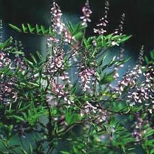 Image result for Indigofera ramosa