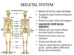 Is independent of research methodology. What 4 Body Systems Help You Sneeze