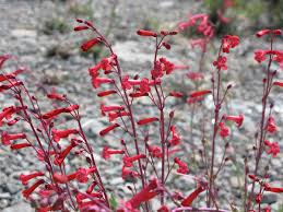 What is pollination and what is a pollinator? • pollination is a vital stage in the life cycle of all flowering plants. Learning About The Hummingbirds And The Bees In Floral Diversity