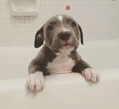 Should a lab mix take after their labrador retriever parent, they will be a. Pitbull Lab Mix Facts