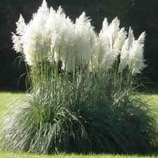 Https Www Leaderplant Com Acheter Graminee Herbe De La Pampa Argentee Cortaderia 6975 Html Plante Graminee Plante Rocaille Graminees