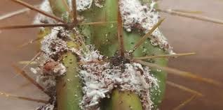 For those wondering how to get rid of stink bugs, here are 10 simple steps that homeowners can take right now to keep this smelly pest at bay another method for how to get rid of stink bugs is to remove their access of food. What Is That White Stuff On My Cactus
