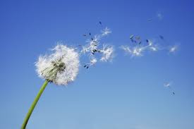 Images For Gt Child Blowing Dandelion Dandelion Wallpaper What Element Are You Dandelion Flower