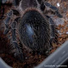 Image result for Strychnos mellodora