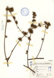 Image result for Triumfetta pilosa