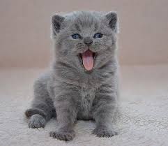 Avrtatiana Adli Kullanicinin British Cats Panosundaki Pin