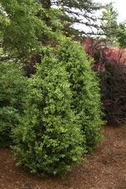 It is prized for its small, densely packed leaves, making it ideal for sculpting with a pair of garden shears or electric hedge trimmers. Green Tower Boxwood