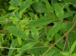 Image result for Desmodium