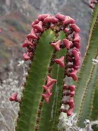 Image result for Euphorbia persistentifolia
