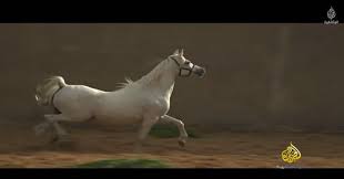 فيلم وثائقي الحصان العربي هدية الصحراء الأصيلة Horses Arabian Horse Arabians