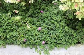 Image result for Dissotis