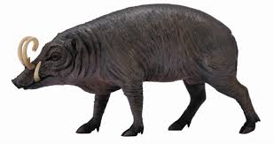 In 2002, the three living subspecies of babirusa (formerly all included in babyrousa babyrussa) were elevated to distinct. Collecta Sulawesi Babirusa 88727 Wild Life