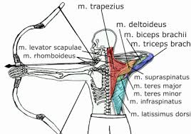 Just watch the video and let us know how was the video. Increase Archery Accuracy And Draw Weight With Exercises At Home Archery Support