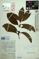 Image result for Pouteria altissima