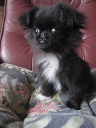 Black And White Pekingese Puppies For Sale Ebay Classifieds View Large Image Pekingese Puppies Cute Dogs Pekingese Dogs