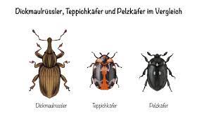 Käfer können schäden an lebensmitteln wie an holz, textilien und anderen materialien anrichten. Kafer In Der Wohnung Bestimmen Und Bekampfen